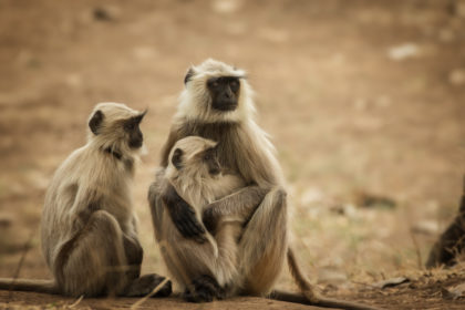 langur-wildlife-safari-5E4A594