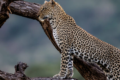 Photo of a leopard on safari in Samburu, Kenya