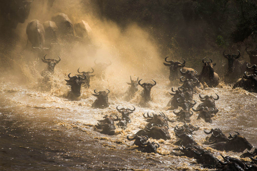 Great migration crossing the Mara River in Kenya