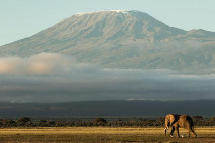 Photo of an elephant at the bottom of kilimanjaro in Amboseli park on a photo safari