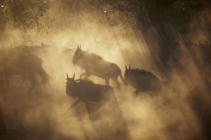 Great migration running through the dust in Kenya