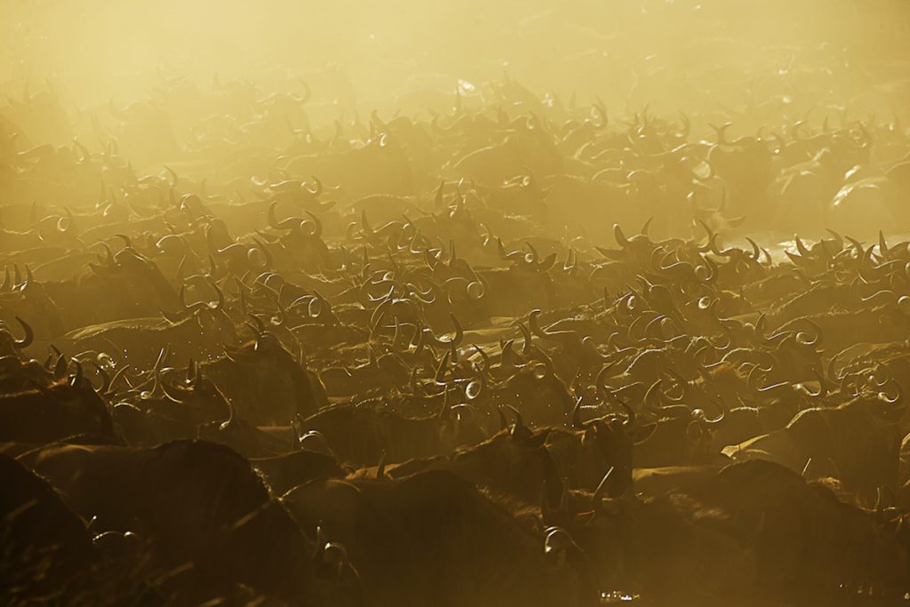 Back lighting on the mass herds of the Great Migration photo safari in Kenya