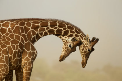 PIperMackay_ReticulatedGiraffe_BV2U5322 copy