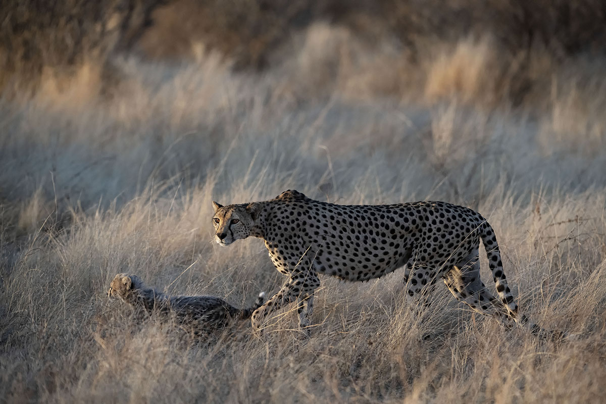 Cheetah with cub in Samburu National Park