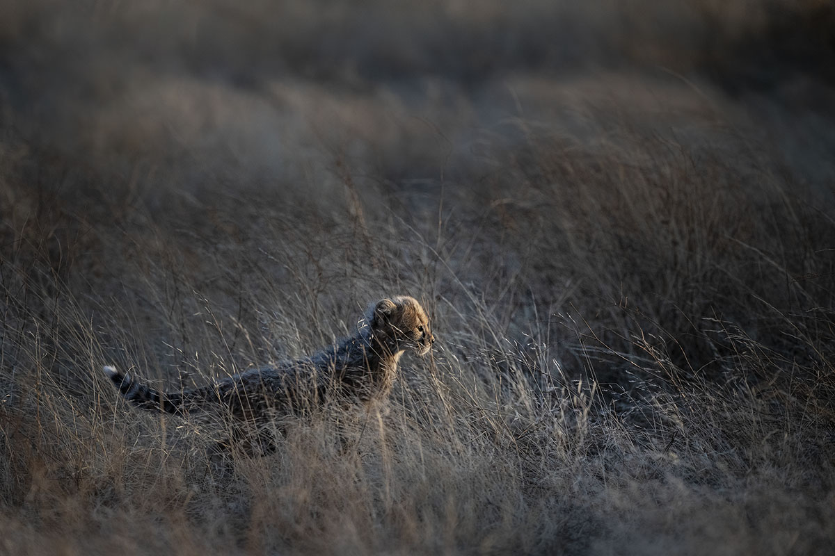 Cheetah cub on our Signature Safari Africa
