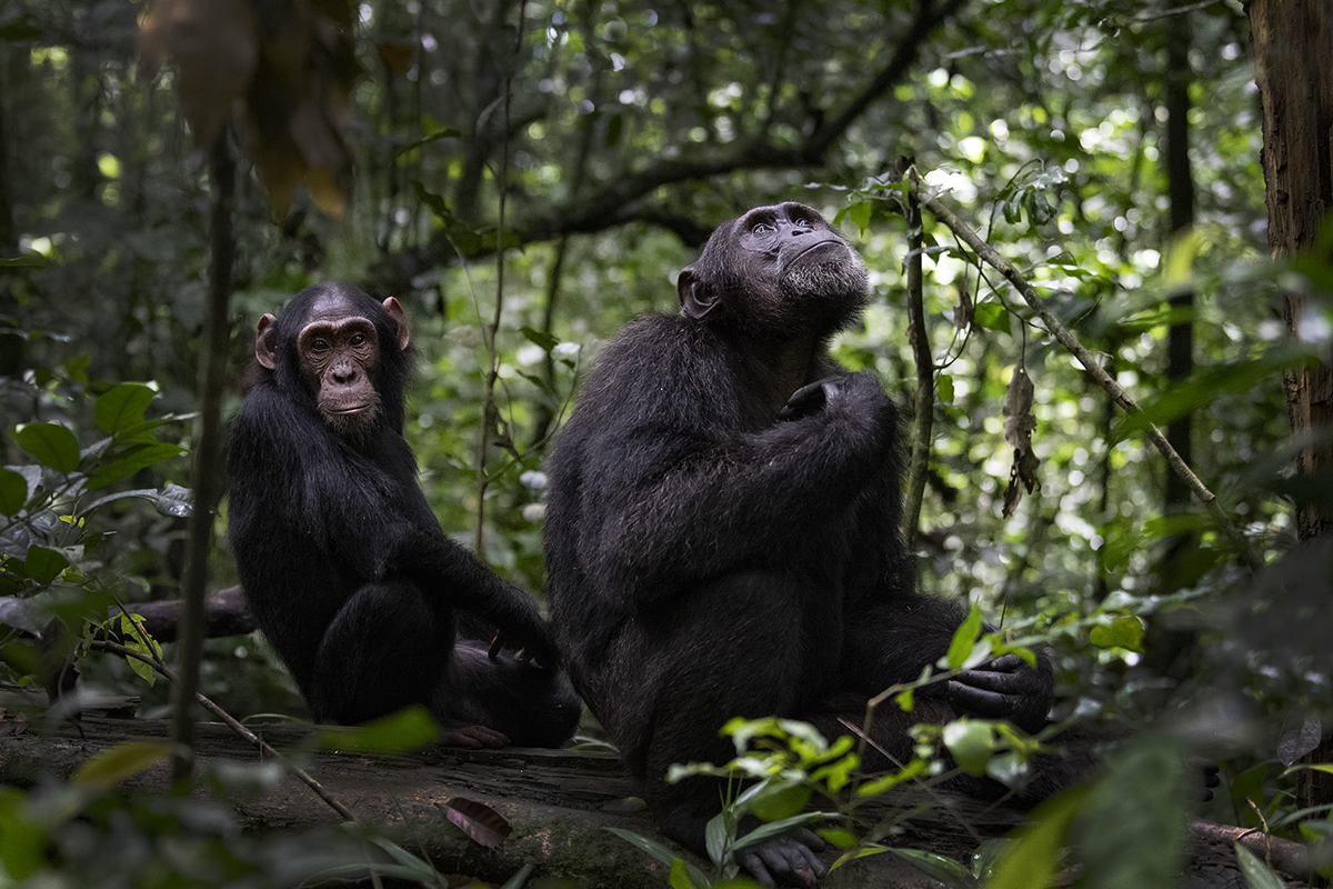 Chimpanzee's in Uganda