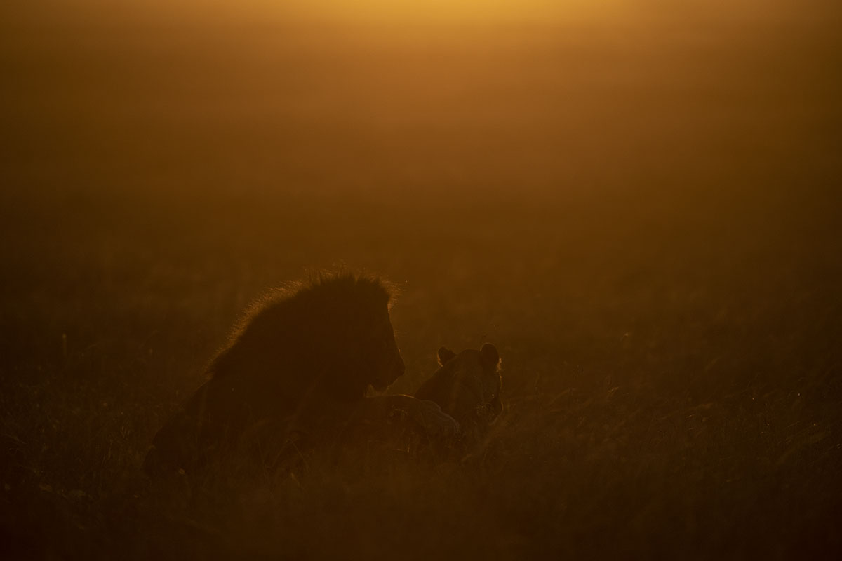 LIons mating at sunrise on the Signature Safari Africa