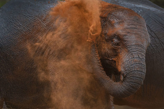Elephant taking a dust bath on the Signature Safari Africa