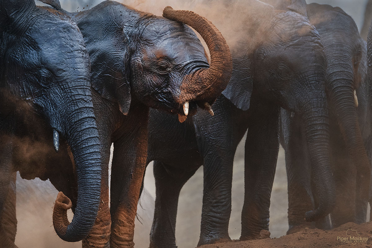 Elephants dust bathing on our Signature Safari Africa