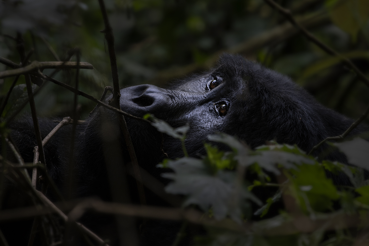 Gorilla in Uganda