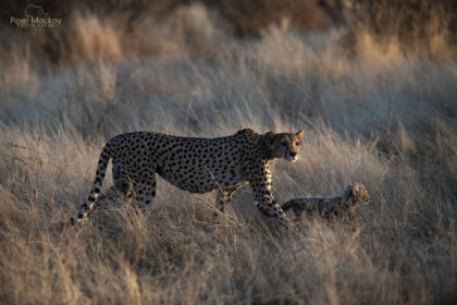 Cheetah with her cub walking at sunrise, Samburu, Kenya