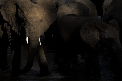 Elephants-Africa-Photo-Safari_PSM0065