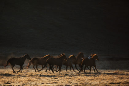 Horses-PHoto-Workshop-62-Edit