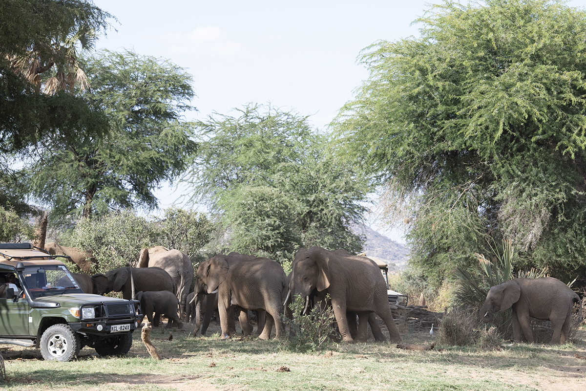 A herd of elephants in harsh contrast light during a photo safari in Africa