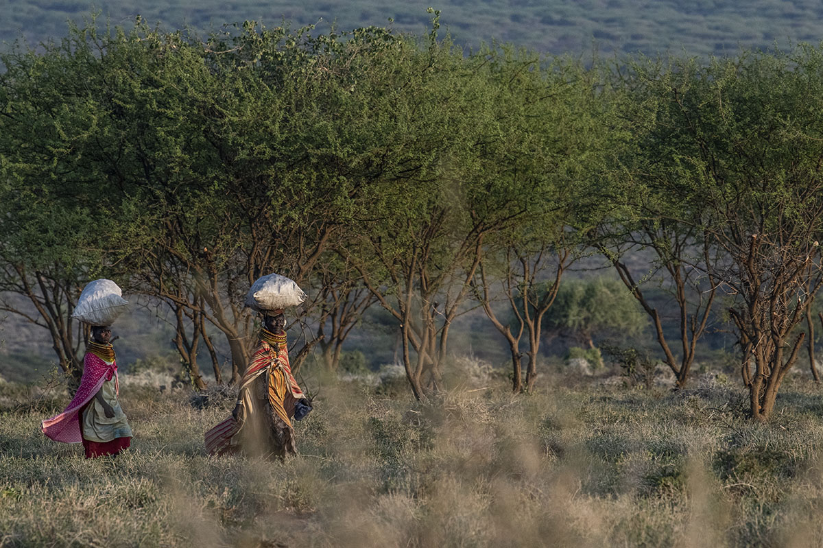 Turkana Tribal women carrying heavy bags of grains on their heads in Northern Kenya