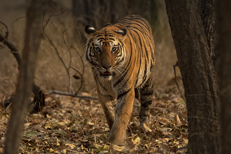 TIger walking in the wild