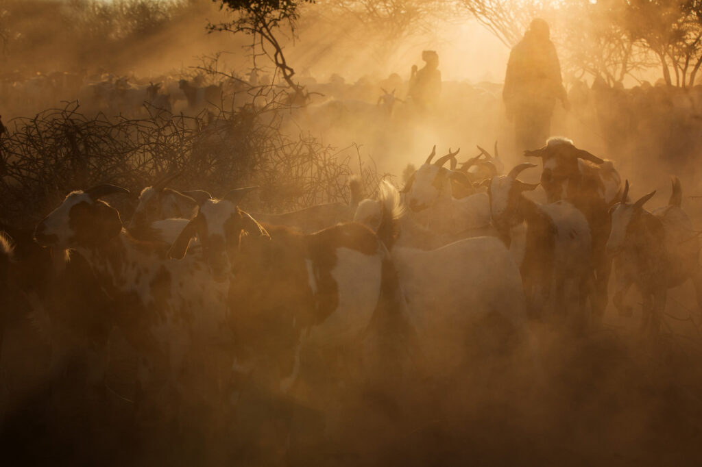 Herding the livestock in Angola on a photo tour