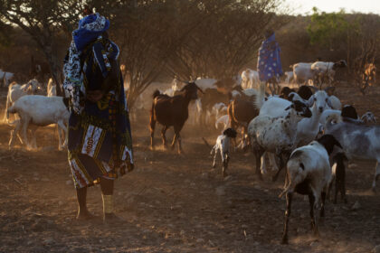 Angola, Herding livestock