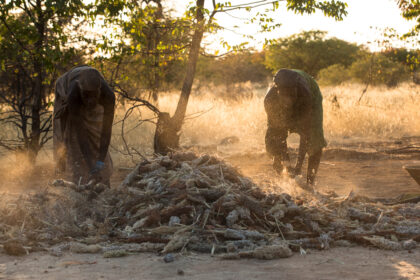 Angola, Mahacahona women harvesting