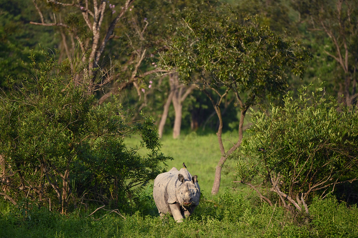 Baby greater one horned rhino