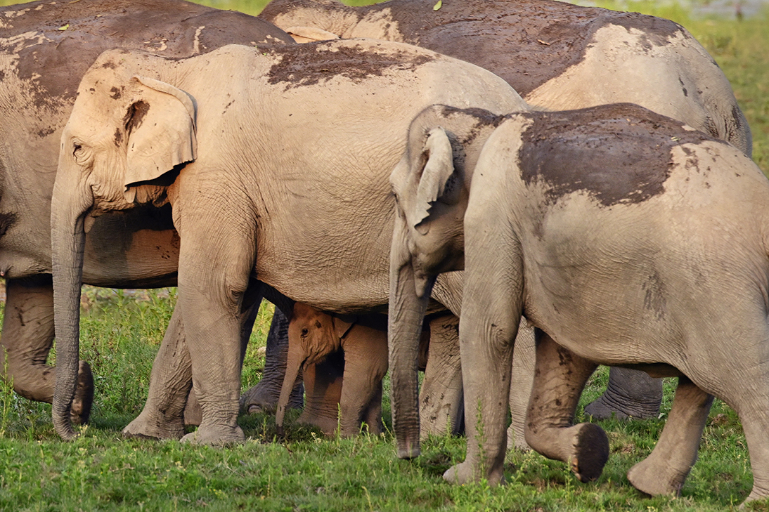 Herd of elephants with a baby