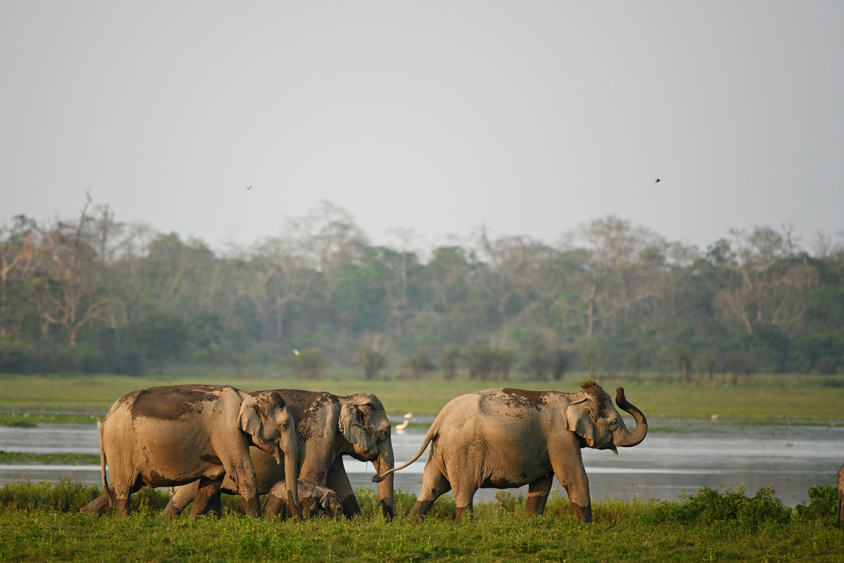 Asian elephants walking by the lake shore