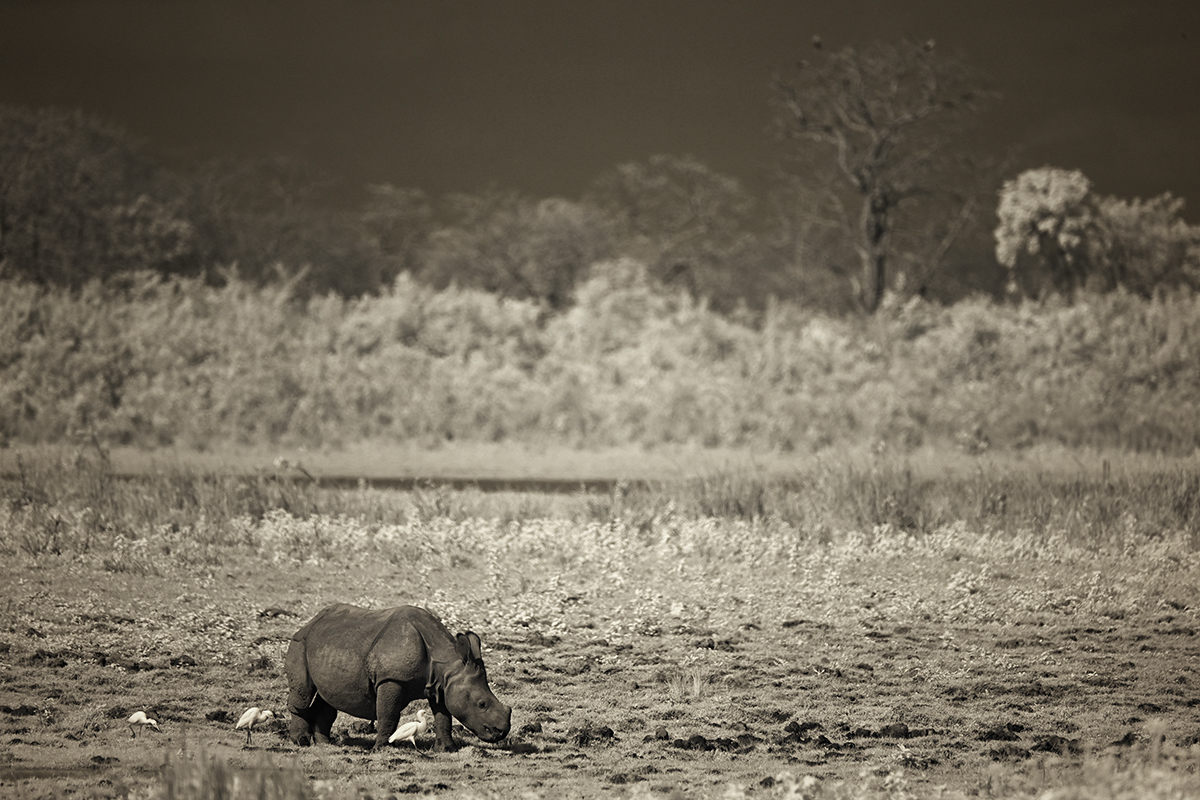 Baby greater one horned rhino