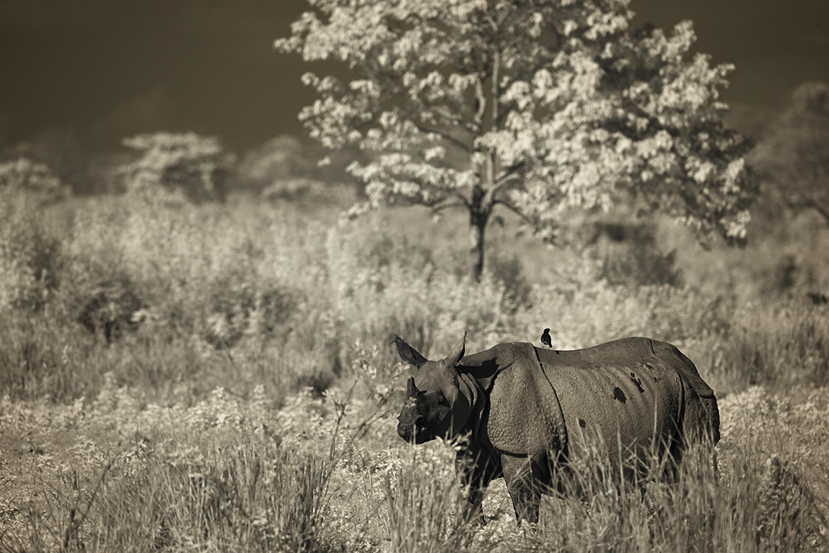 Greater one horned rhino