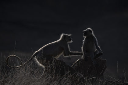 Langur-India-Wildlife-Photo-Safari_PSM2130