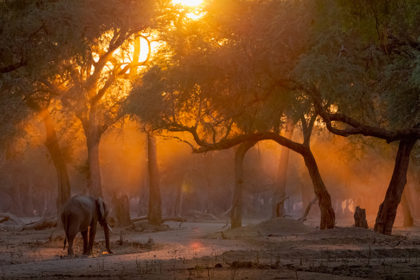 Mana-Pools-Zimbabwe-Africa-Photo-Safari-CaroleD-027