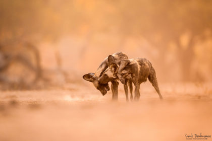 Mana-Pools-Zimbabwe-Africa-Photo-Safari-CaroleD-054