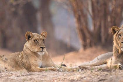 Mana-Pools-Zimbabwe-Africa-Photo-Safari-CaroleD-059