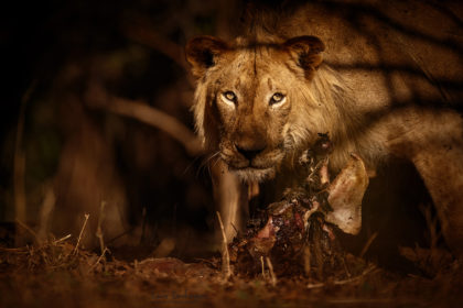 Mana-Pools-Zimbabwe-Africa-Photo-Safari-CaroleD-065