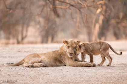 Mana Pools