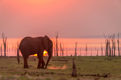 Mana-Pools-Zimbabwe-Africa-Photo-Safari-CaroleD-1-10