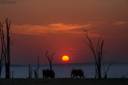 Mana-Pools-Zimbabwe-Africa-Photo-Safari-CaroleD-1-14