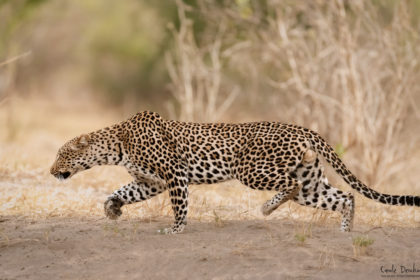 Mana-Pools-Zimbabwe-Africa-Photo-Safari-CaroleD-1-20