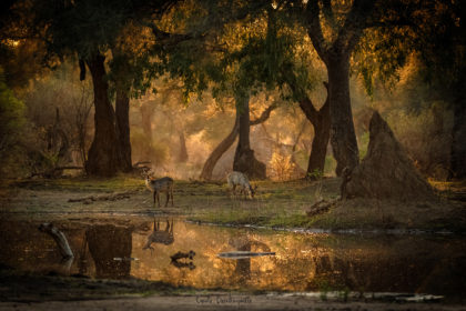 Mana-Pools-Zimbabwe-Africa-Photo-Safari-CaroleD-1-24