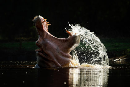 Mana-Pools-Zimbabwe-Africa-Photo-Safari-CaroleD-1-29