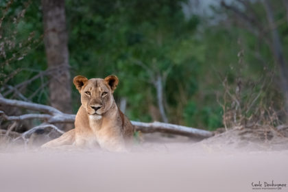 Mana-Pools-Zimbabwe-Africa-Photo-Safari-CaroleD-1-50