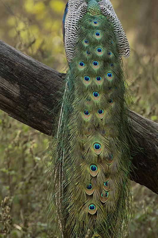 Peacock