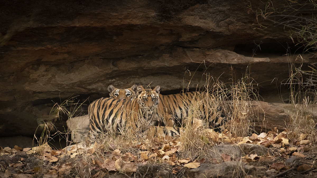 Mother tiger with cub