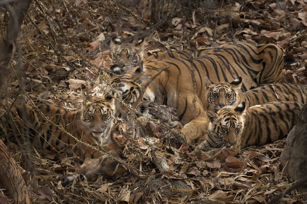 Mother tiger with cubs