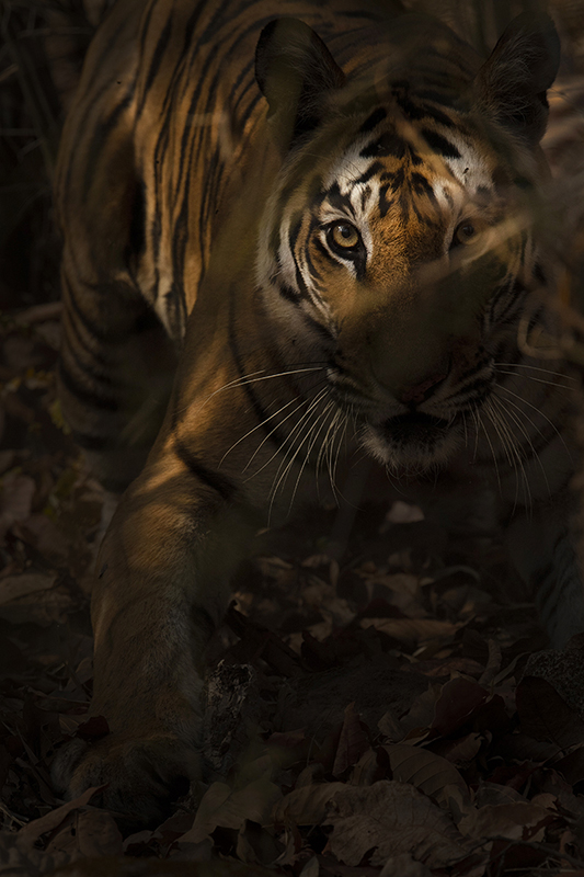 Tiger sitting in dramatic forest light