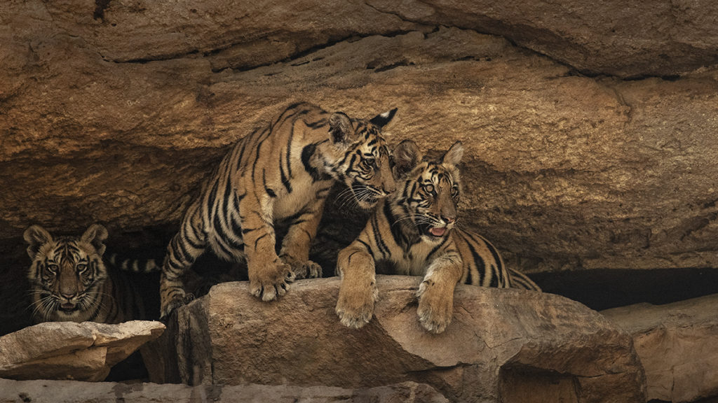 Tiger cubs photograph