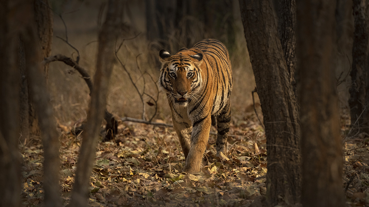 Tiger photographed during a tiger photo safari