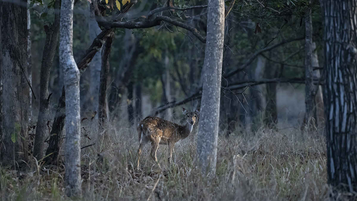 Spotted deer in the forest