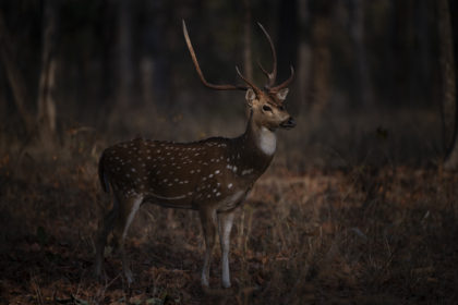 Spotted-Deer-India-wildlife-Photo-Safari_PSM2044