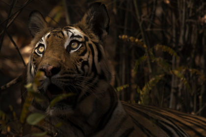 Tiger sitting in dramatic forest light