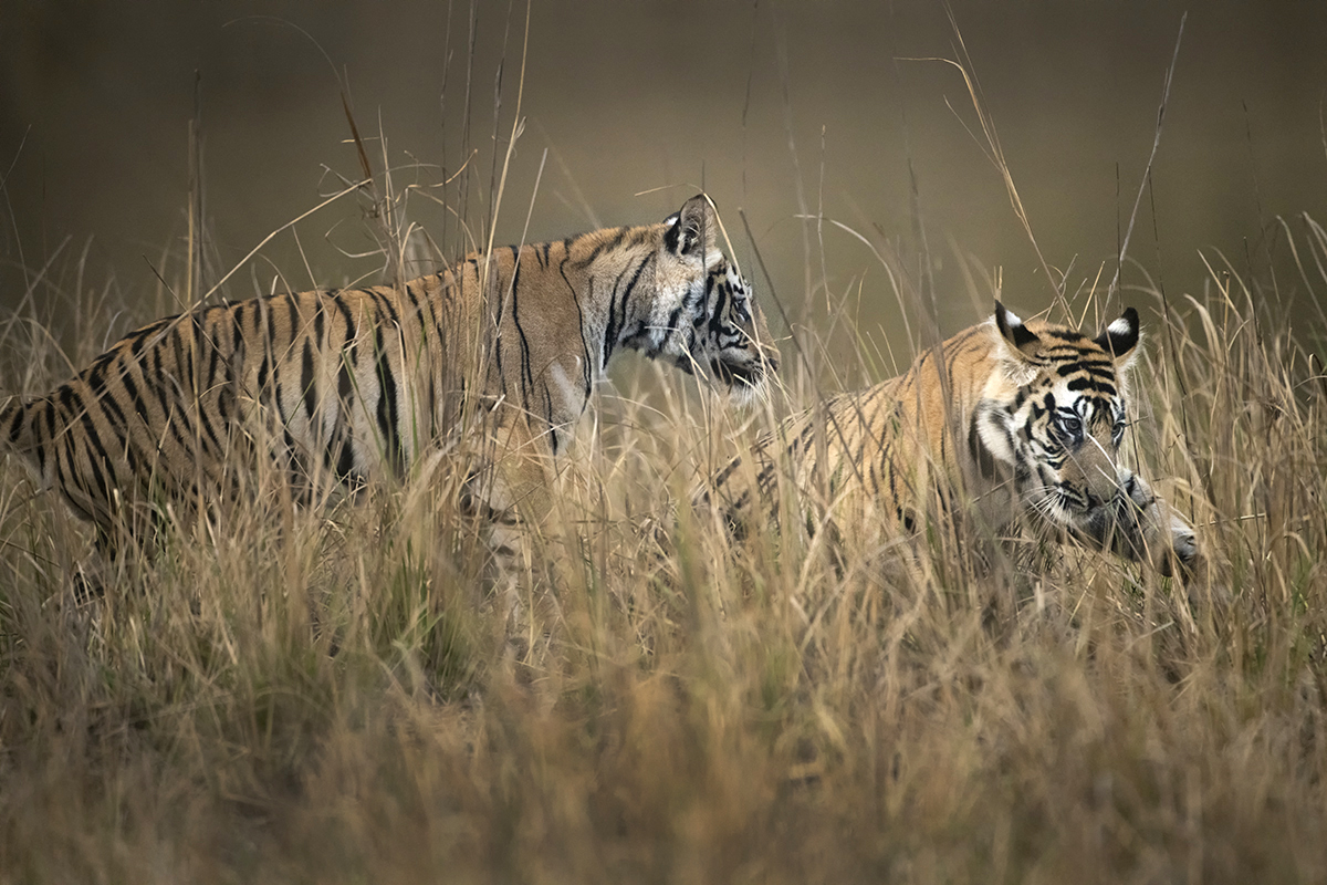 TIger cubs playing captured during a tiger photo safari